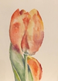 pns-tulip